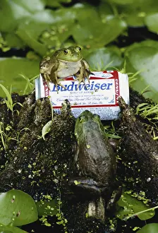 Beer: Bullfrogs