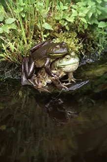 Sexuality: Bullfrogs mating