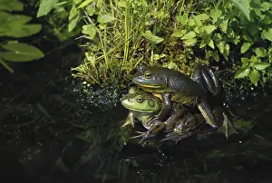 Bullfrogs: Bullfrogs Mating