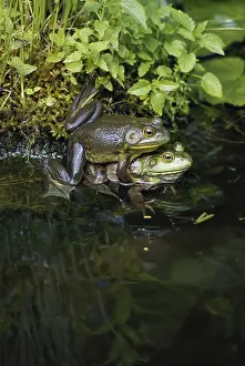 Bullfrogs: Bullfrogs Mating