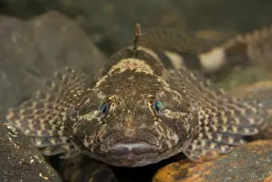 Limburg: Bullhead