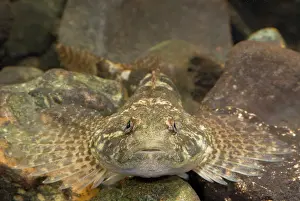 Limburg: Bullhead