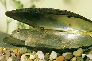 Bullheads: Bullhead Fish - in shell