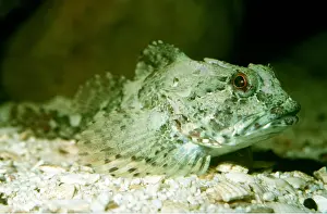 Fins: BULLHEAD / SEA SCORPION
