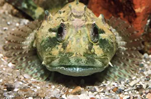 Ugly: BULLHEAD / Sea scorpion