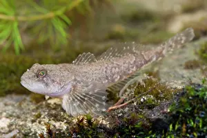 Photographed: Bullhead - Single adult photographed underwater