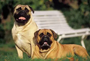 Bullmastiffs: Bullmastiff - two