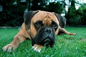 Thoughtful: Bullmastiff
