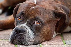 Relaxing: Bullmastiff-Alano hybrid dog relaxing on a pavement
