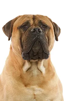 Bullmastiffs: Bullmastiff Dog