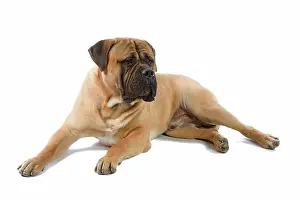 Bullmastiffs: Bullmastiff dog