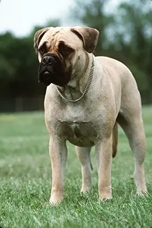 Collar: Bullmastiff DOG