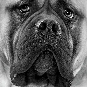 Bullmastiffs: Bullmastiff Dog - close-up of face. Black and White
