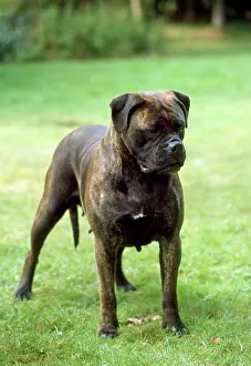 Bullmastiffs: BULLMASTIFF DOG - STANDING