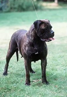 Bullmastiffs: BULLMASTIFF DOG - standing