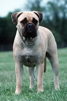 Mastiffs: BULLMASTIFF DOG - wearing chain