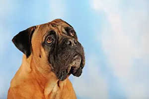 Cool: Bullmastiff, falb, animal portrait