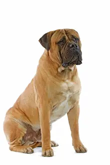 Bullmastiffs: Bullmastiff - sitting