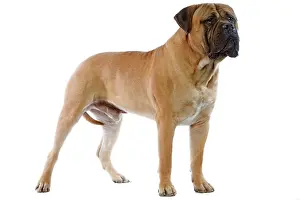 Bullmastiffs: Bullmastiff - standing