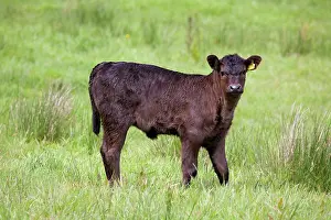 Bullock: Bullock