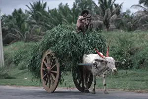 Beef: Bullock cart loaded with grass near Bangalore India
