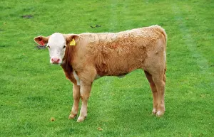 Bullock: Bullock - cattle