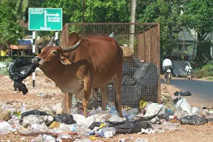 Bullock: Bullock - Foraging at a rubbish area
