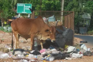 Bullock: Bullock - Foraging at a rubbish area
