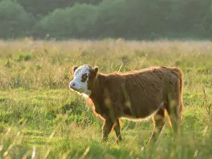 Bullock: Bullock on grazing marsh - Norfolk UK