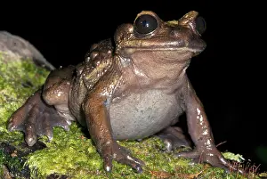 Rarest: Bullock's False Toad