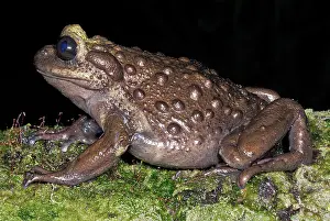 Rarest: Bullock's False Toad