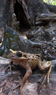Rarest: Bullock's False Toad