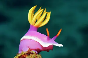 Fuchsia: Bullocks Hypselodoris (Hypselodoris bullockii)