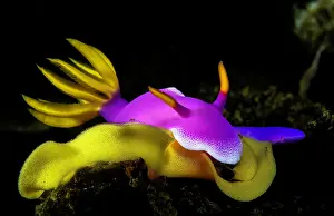 Strait: Bullocks hypselodoris (Hypselodoris bullockii)