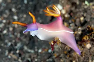 Lombok: Bullock's Hypselodoris Nudibranch