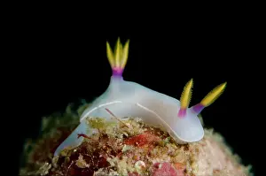 Margin: Bullock's Hypselodoris Nudibranch