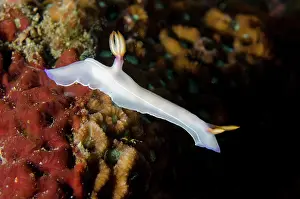 Gill: Bullock's Hypselodoris Nudibranch