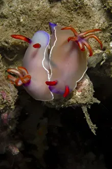 Timor: Bullock's Hypselodoris Nudibranch - mating pair