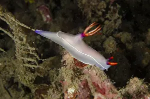 Leste: Bullock's Hypselodoris Nudibranch - Tasi Tolu dive