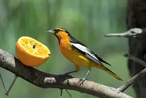 Bullock: Bullock's Oriole - Feeding on orange at garden