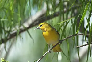 Bullock: Bullock's Oriole - Female on branch in bush