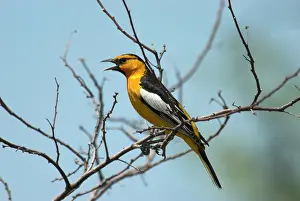 Bullock: Bullock's Oriole - Male singing on branch
