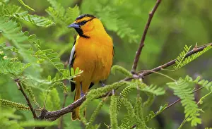 Oriole: Bullock's oriole pause for a moment in southern Arizona