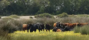 Assembly: Bulls of the Camargue Regional Natural Park of the Camargue