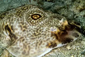 Lea Lee: Bulls-Eye Electric Ray
