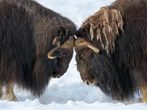 Power: Bulls fighting. muskox in deep snow during winter