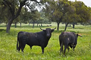 Blacks: Two Bulls in a meadow in Andalusia Spain