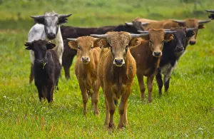 Tauruses: Bulls in a meadow in Andalusia Spain