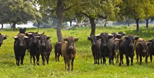 Tauruses: Bulls in a meadow in Andalusia Spain