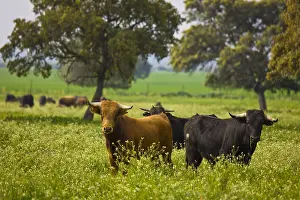 Chestnuts: Bulls in a meadow in Andalusia Spain